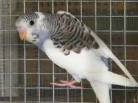 PERIQUITO AUSTRALIANO ARLEQUIN