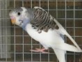 PERIQUITO AUSTRALIANO ARLEQUIN